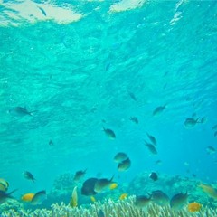 Floating Fish