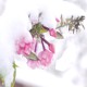 on Flower and Snow - Mizuki Nakamura