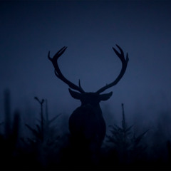251006 Deer rut / Brame du cerf