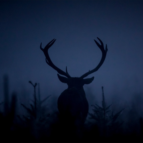 251006 Deer rut / Brame du cerf
