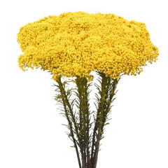 Yellow Rice Flower 2025