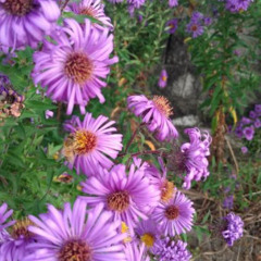 Watching Flowers Bloom ft. Yasko