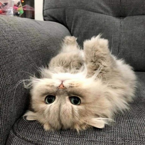 luv
