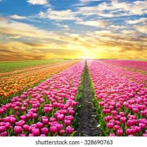 tulips (kilolit)