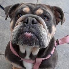 The Site (hyperpop remix)