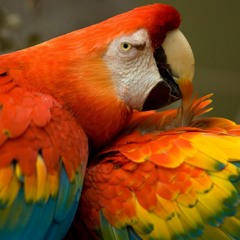 Javier Vasquez - ADNV