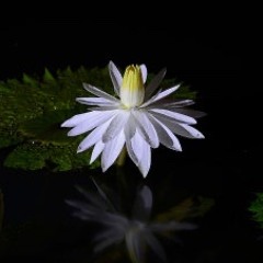 야화 (夜話)