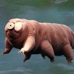 TARDIGRADE GOOFALOOFS