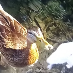 🐅
