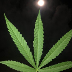 PERFECT X MOD RMXX🎶🔥😮‍💨