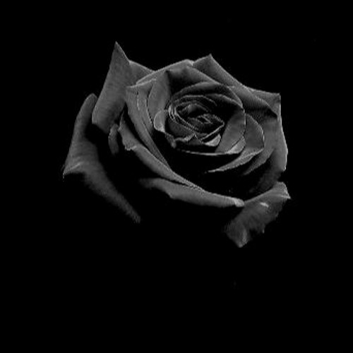 1 - Rosas Negras
