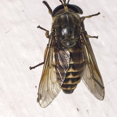 Horse Fly