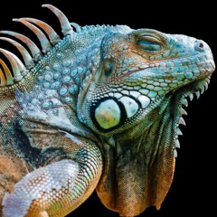 The Dream Scientists