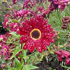 light signal x Ambré (Cover Prod. by Me)