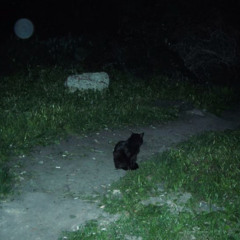 stray cats
