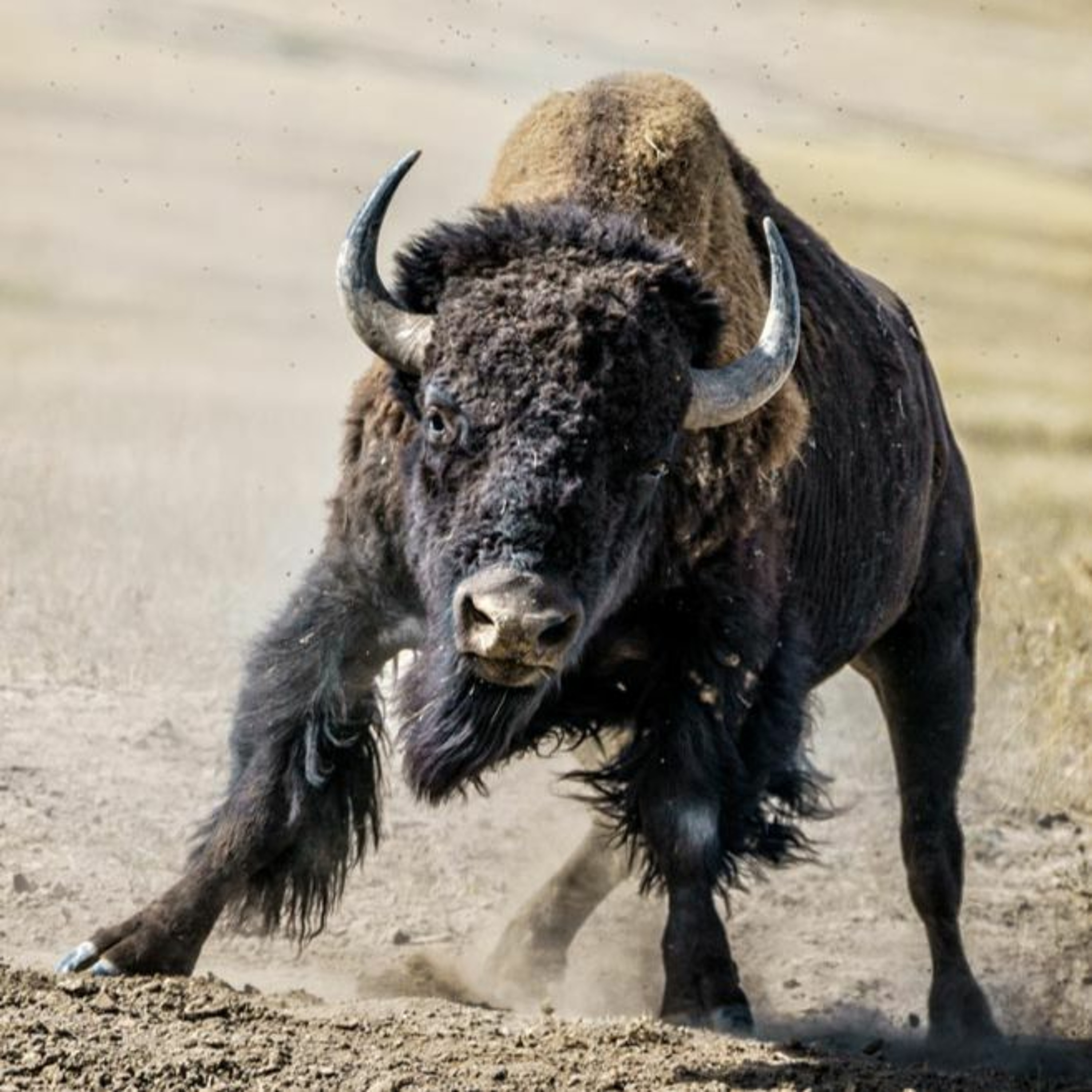 June 2 | Woman gored by Yellowstone bison, Locals discuss sustainable tourism episode artwork