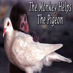 the monkey helps the pigeon