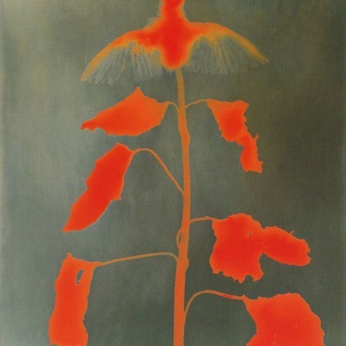 Tulip