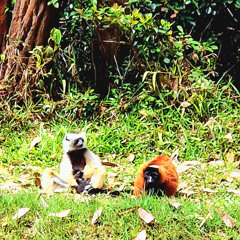 Tribes and Vibes / Downtempo