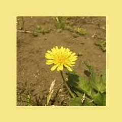 우효 민들레 엄정화 Ending Credit
