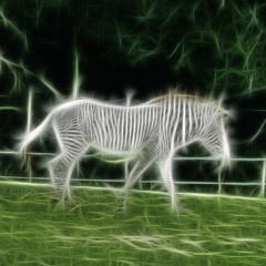 Negative Zebra