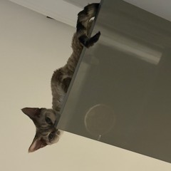 четыре-двадцать