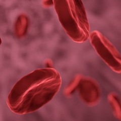 Broad Outline of Human Blood Stem Cell Development | Dr. David Greene Arizona