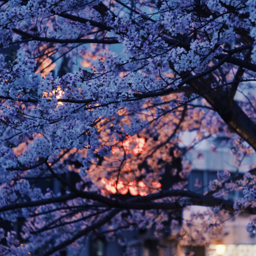 Martin Felix Kaczmarski - Luminous Glow