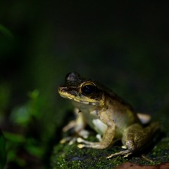 Frogs croaking in the cloud forest