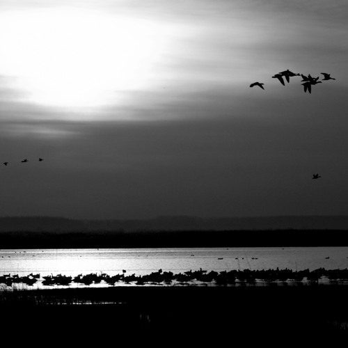 Verdure - In Abysso Videre Solem