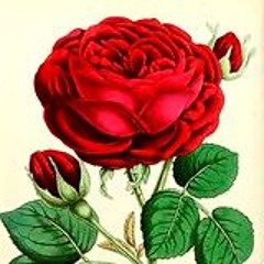 La Rosa Enflorece