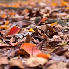 Burnt Umber