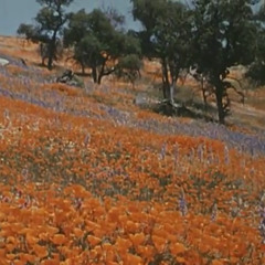 Boom Bap Type Beat - Whispers Among Flowers