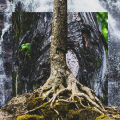 Roots Weave the Earth