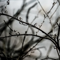 Solitude