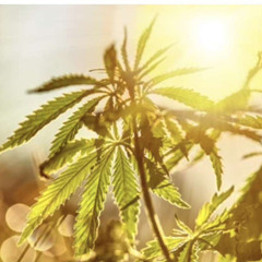 para x lil ben «fotosyntesen» prod yosharu