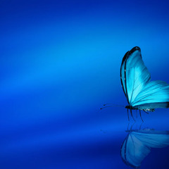 Blue on Blue