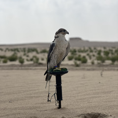 مطاليع الصباح 🌤️