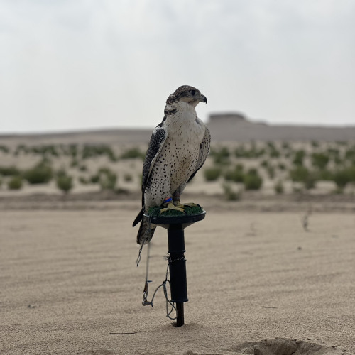 مطاليع الصباح 🌤️