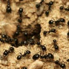 Hormigas