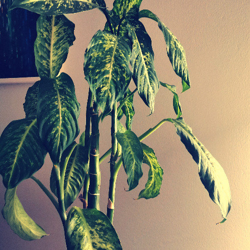 hulke - tech house djmix