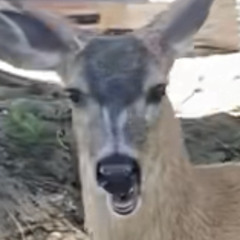 innocent minds *prod. cpt mrgn*