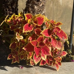 Balearic Deep House Exotica Chill Mix