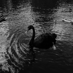 heronwater - чёрный лебедь [mylancore remix by @444]