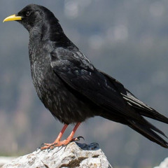 PRÉLUDE AU CHOCARD DES ALPES