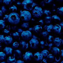 Bad Blueberry Blues (Sketch)