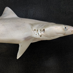 SHARKFIN INTERLUDE