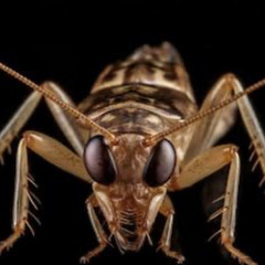 🦗 drum and bass 2.0 🦗