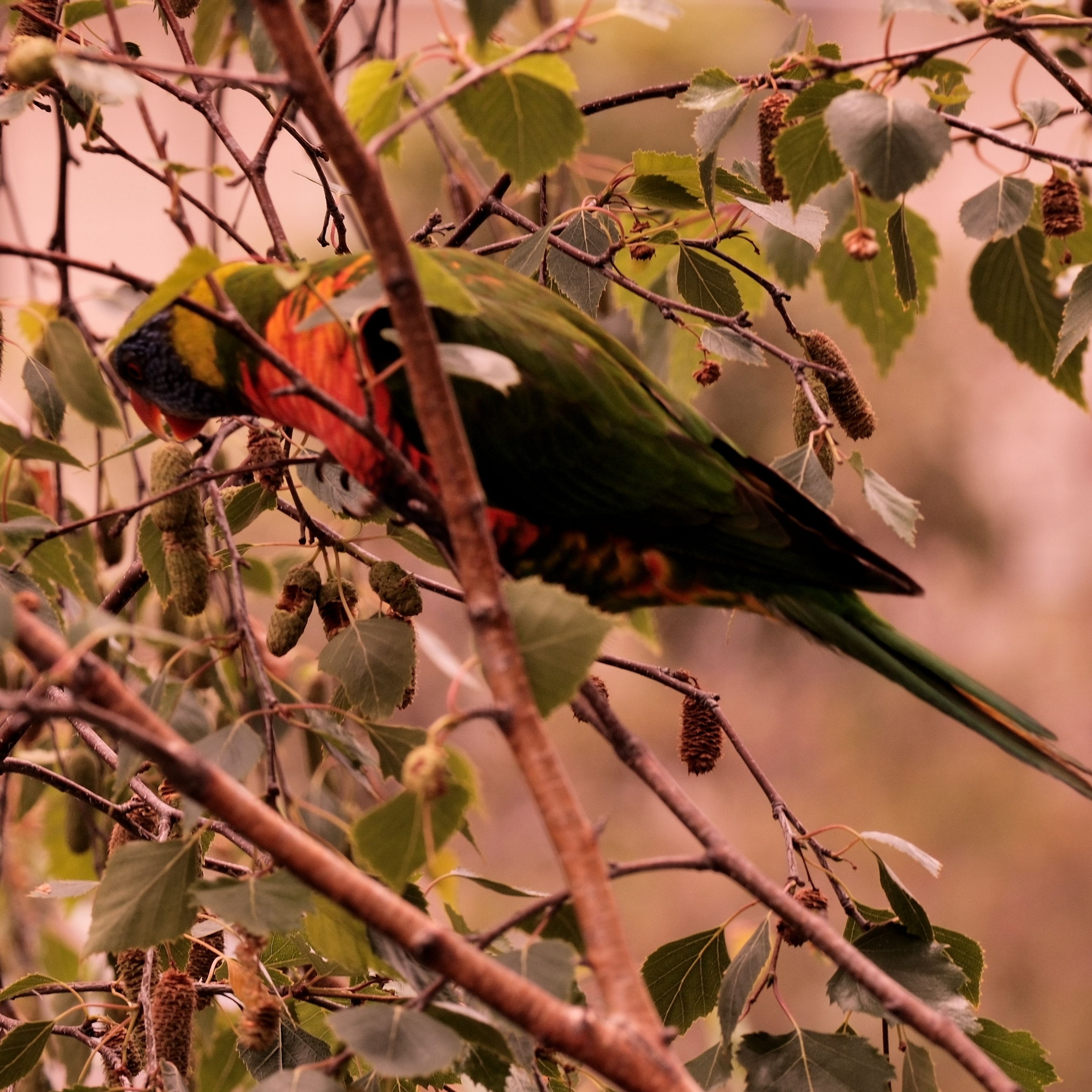#Worth1000Words by Graeme Kemlo - Annual Return of LorikeetsTo Birches episode artwork
