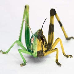 Locust